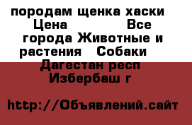 породам щенка хаски › Цена ­ 10 000 - Все города Животные и растения » Собаки   . Дагестан респ.,Избербаш г.